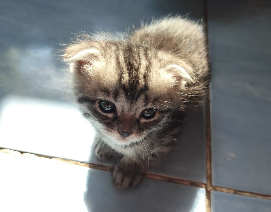 СРОЧНО!! Отдам котят в добрые руки!!