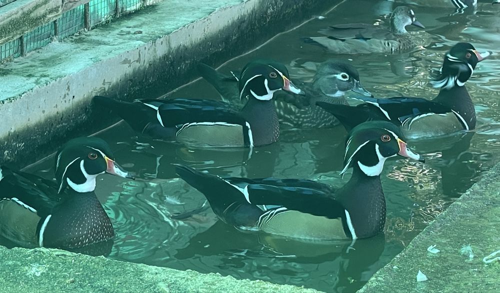 Rațe sălbatice de vânzare