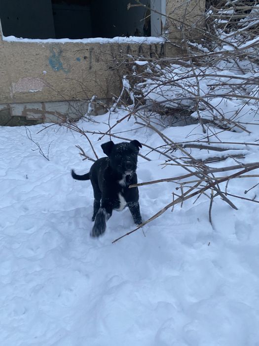 Отдам девочку в добрые руки!