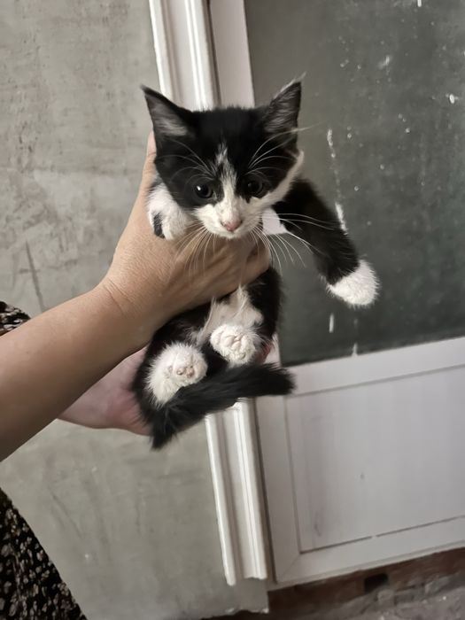 Отдам кошек на добрые руки