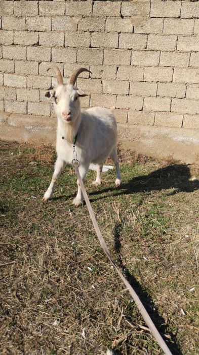 Ешкілер,лақтарымен