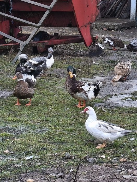 Vând  cocosi și ratoi