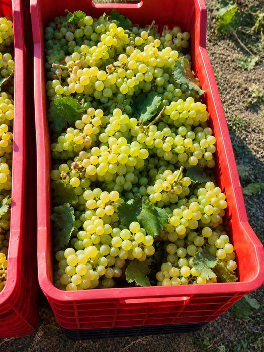 Struguri pentru vin