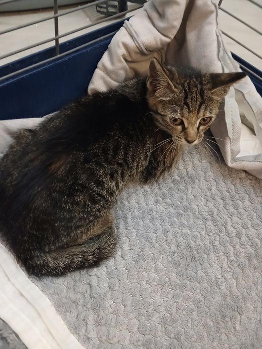 Adoptie pui de pisica roscat Sofronel