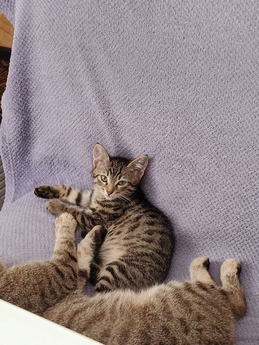 Бесплатно котёнок