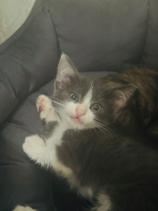 Котенок (мальчик) в добрые руки