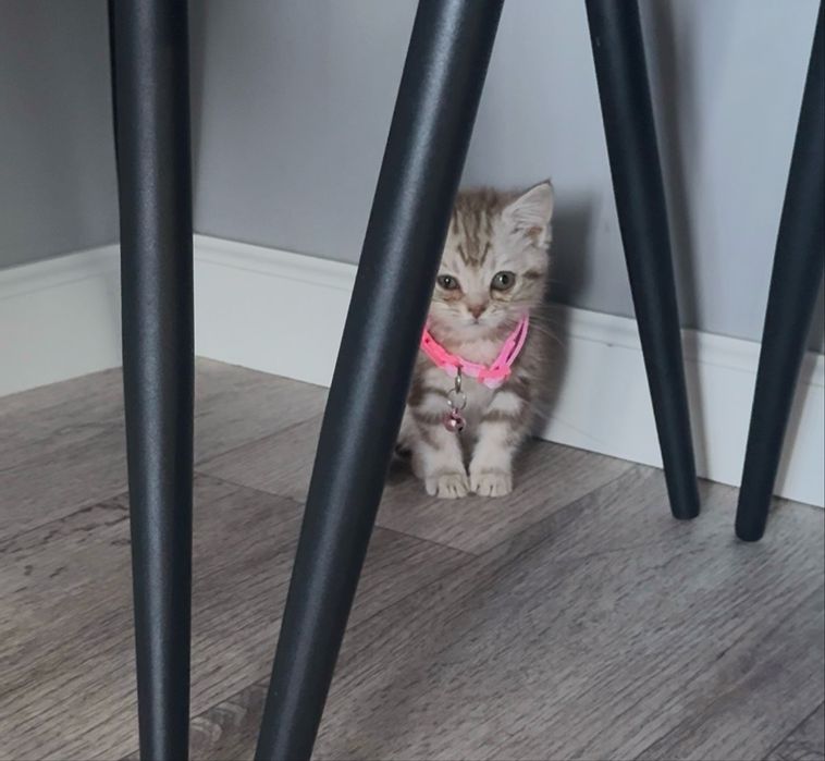 шотландского кота