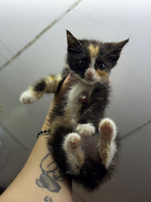 Котята ищут дом