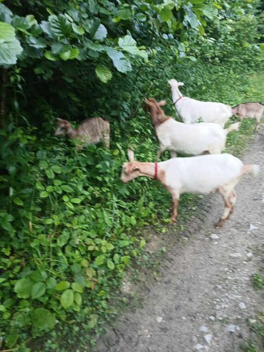 Vând capre cu lapte