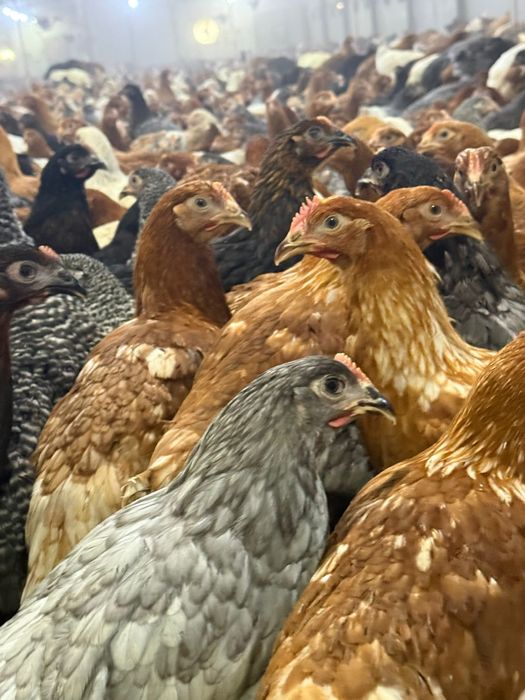 Puii de carne , rațe,curci, puicuțe ouatoare