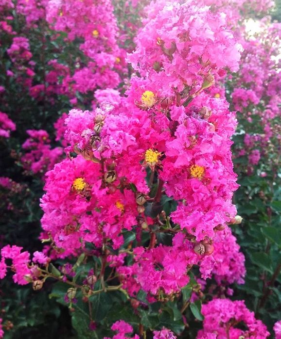 Liliac Indian (Tip Pomisor )