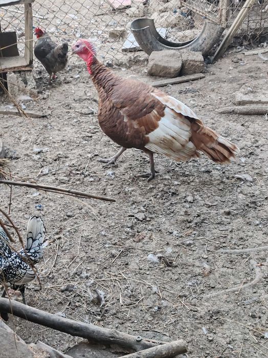 Curcan, rațe ciocolati muscovy și o rată lavandă și una gri