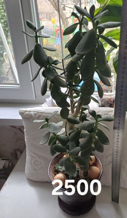 Комнотныйе цветы толстяньки