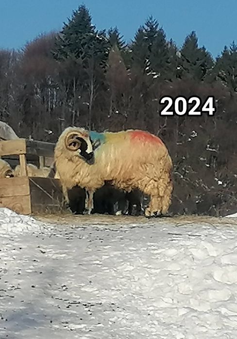 Berbeci schimb cu mașină de teren!