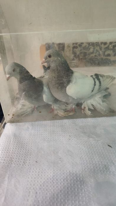 Голуби, вольные, летные, с игрой