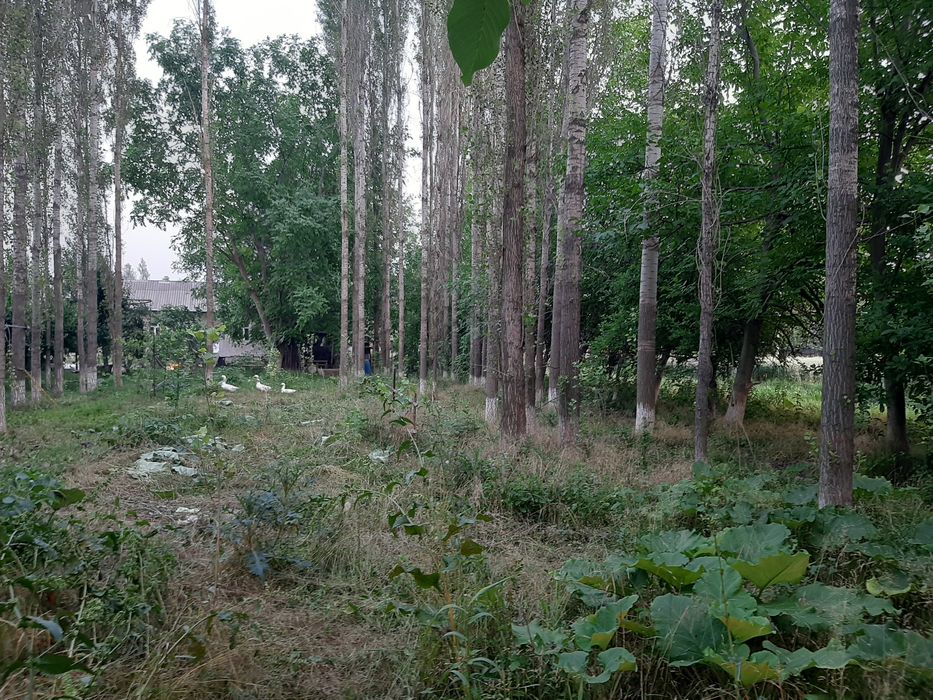 Yer uchastka 4 sotok