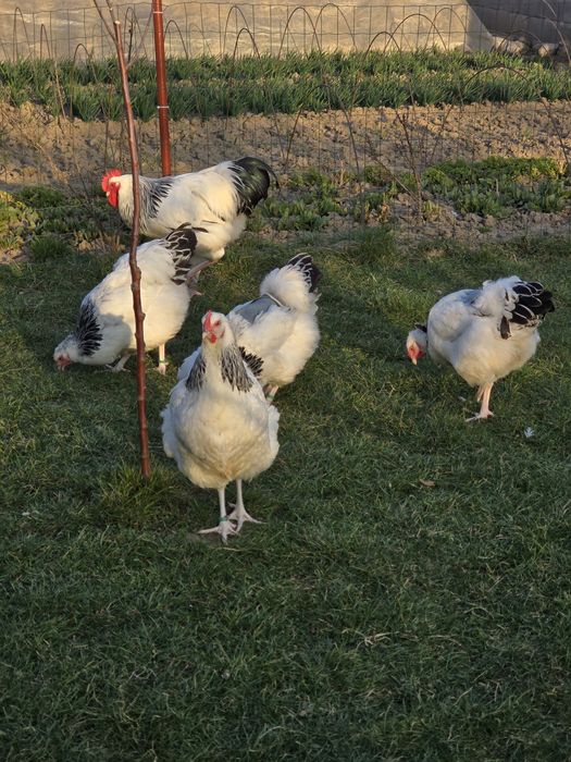 De vanzare familie sussex si new hampshire