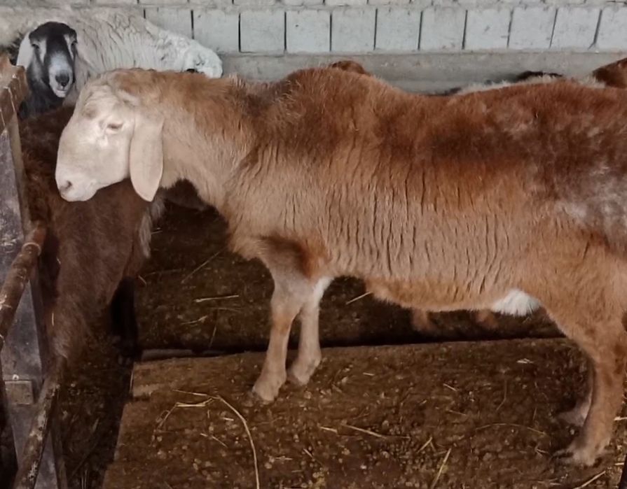 Продам Кошкар АРАШАН