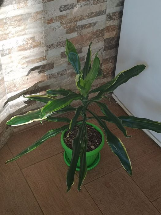 Двуколорна драцена в нова саксия с ПОДАРЪК