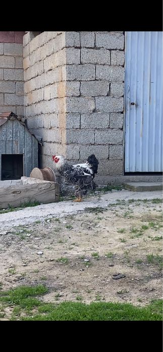 брама петух срочно продаётся