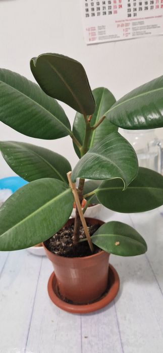 Продам красивые цветы Фикус.