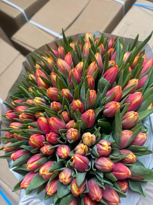 Тюльпаны оптом Голландия