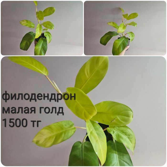 Филодендрон малая голд, медуза