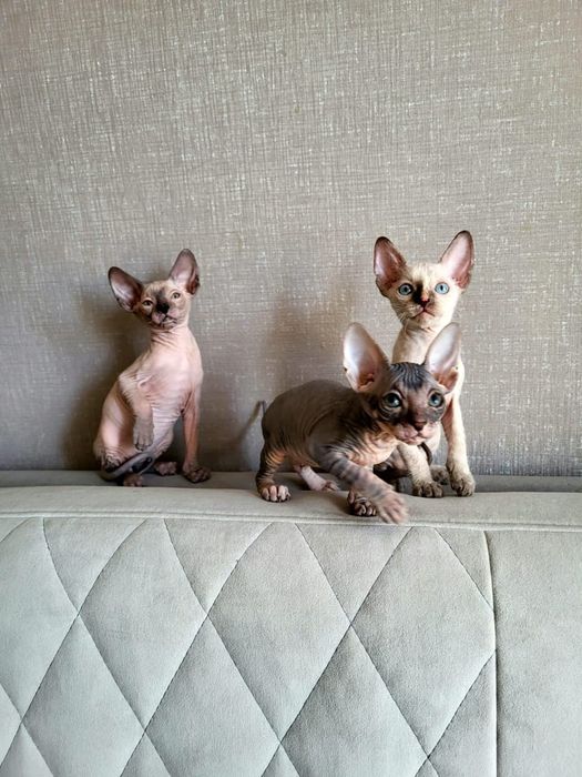 Детки Донские Сфинксы.