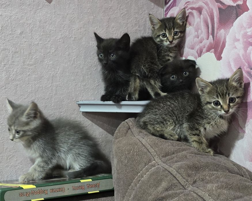 Котята шотландцы.