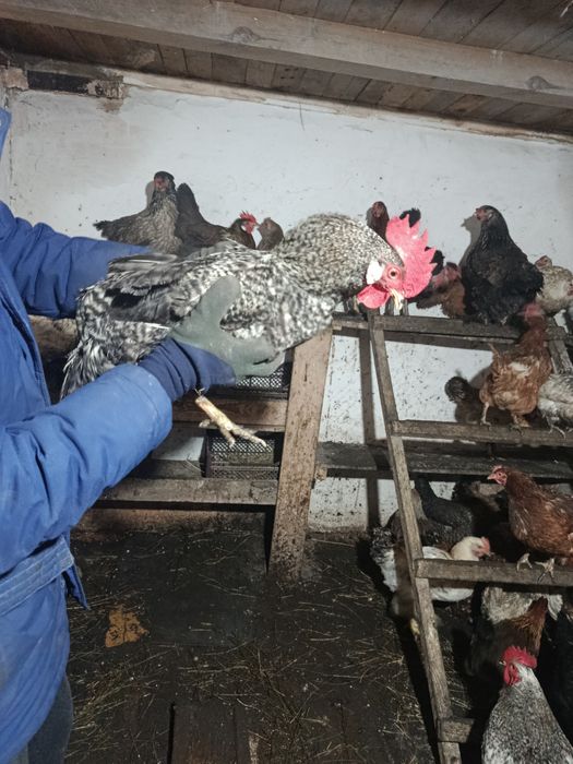 Петух молодой...