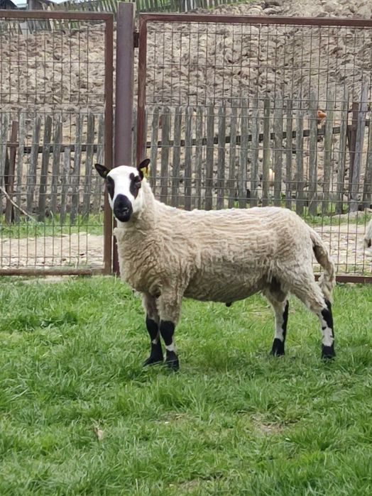 Oi și berbec Keryy Hill