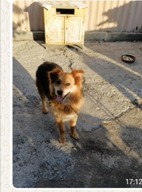 Просьба вернуть собаку