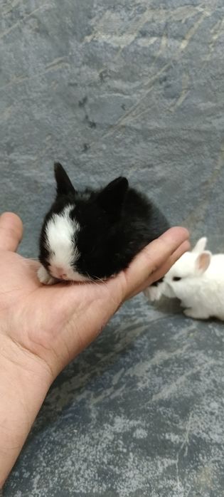 Дикаративный карликовый кролики