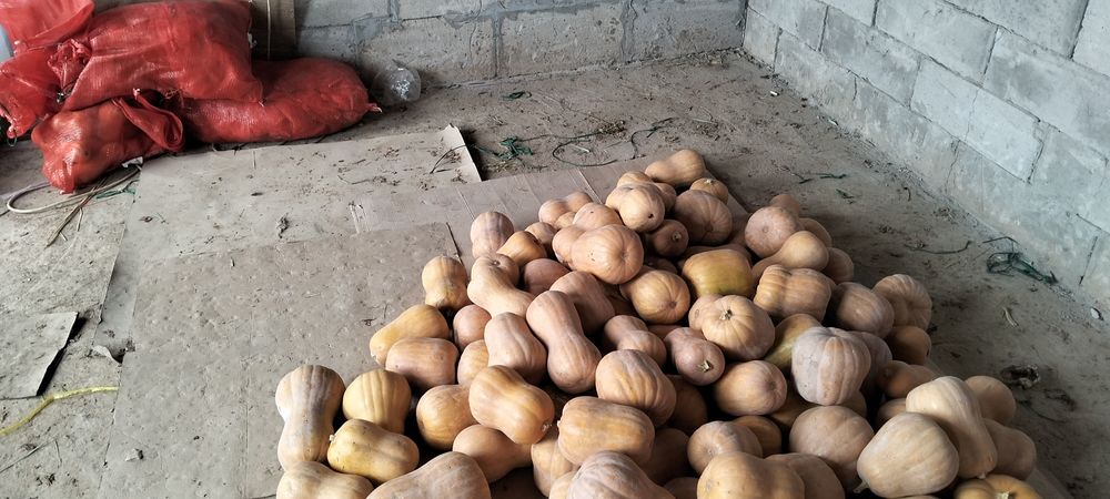 Асқабақ сатылады Ф1 сорт