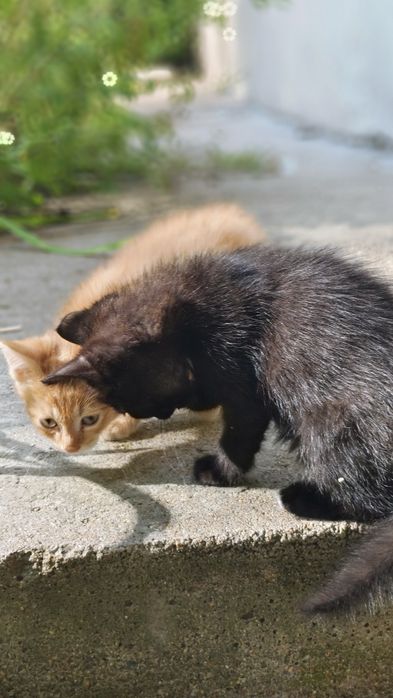 Отдам здоровых котяток