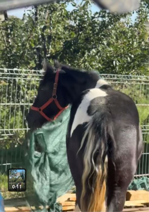 Vand manza pinto pentru detalii sunati