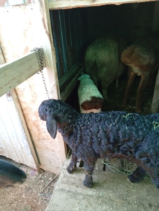 Қой қозысымен  Ешкі