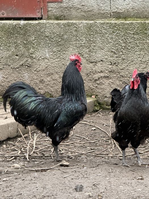 Cocosi Australorp