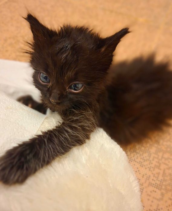 Adoptie pui de pisica negrii si pufosi Bujoreii
