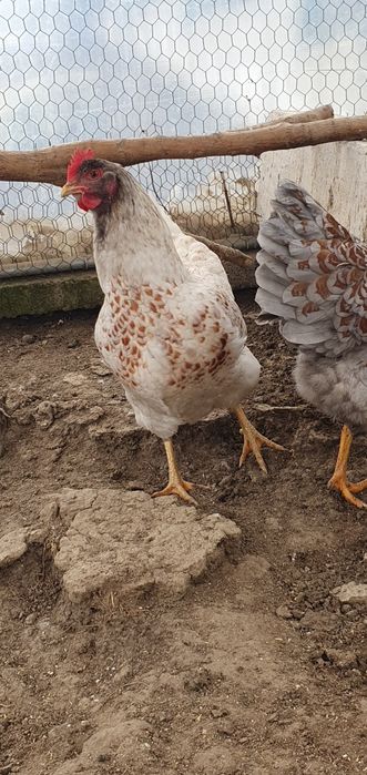 Barnevelder roșu albastru / roșu negru și splash