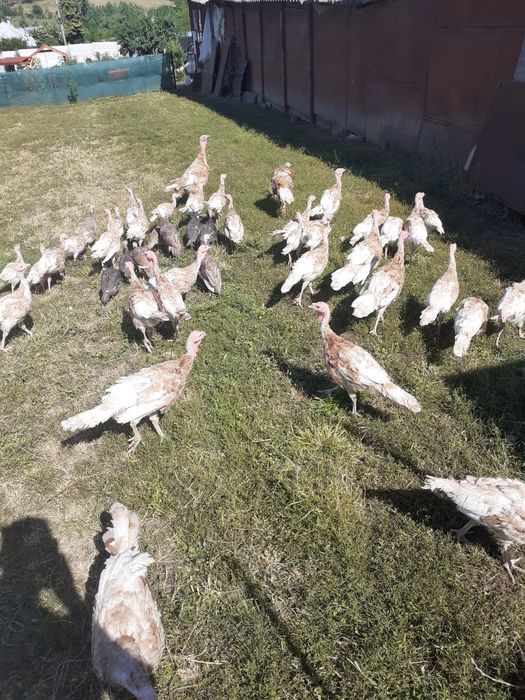 curca roșu bourbon
