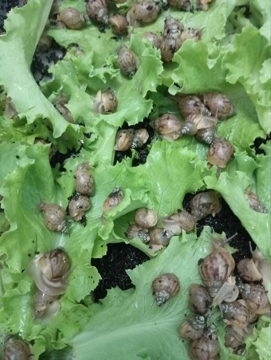 Ulitka sotaman arzon narxda