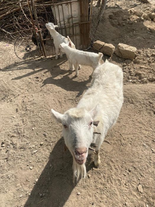 Ешкы сатылады (продается ) лактарымен