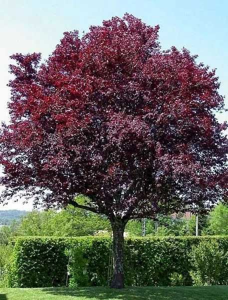 Олча писсарди навли кучатлари