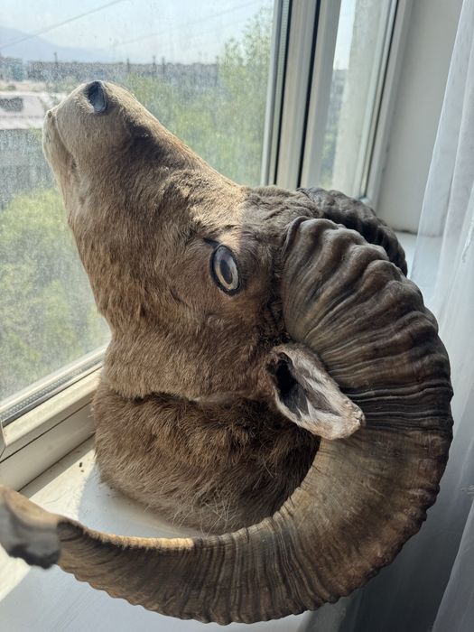 Горный баран голова Ручная работа