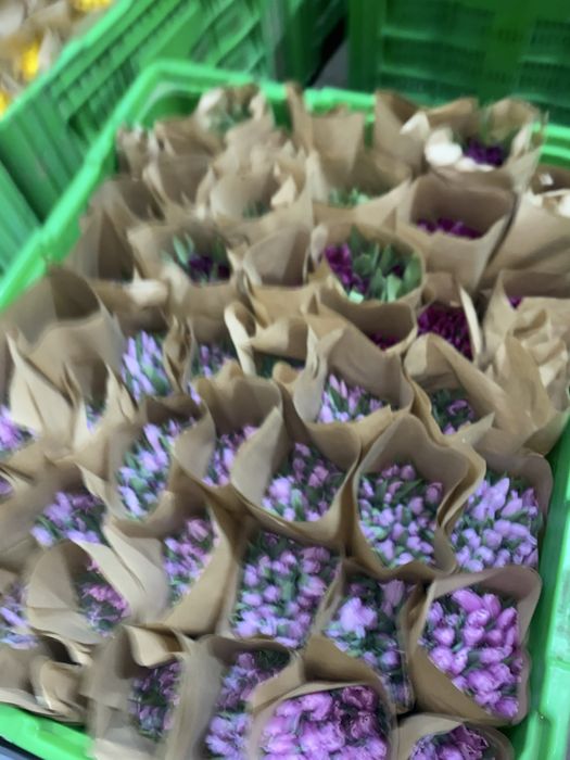 Самые крупные тюльпаны оптом крупный бутон 10 см