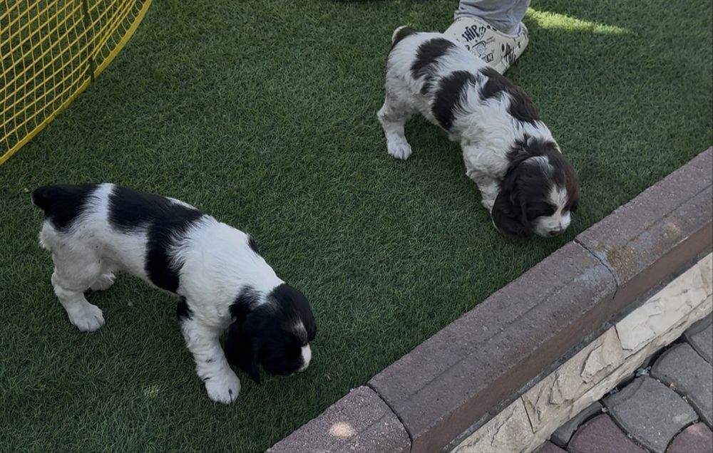 Продам щенят русский спаниель