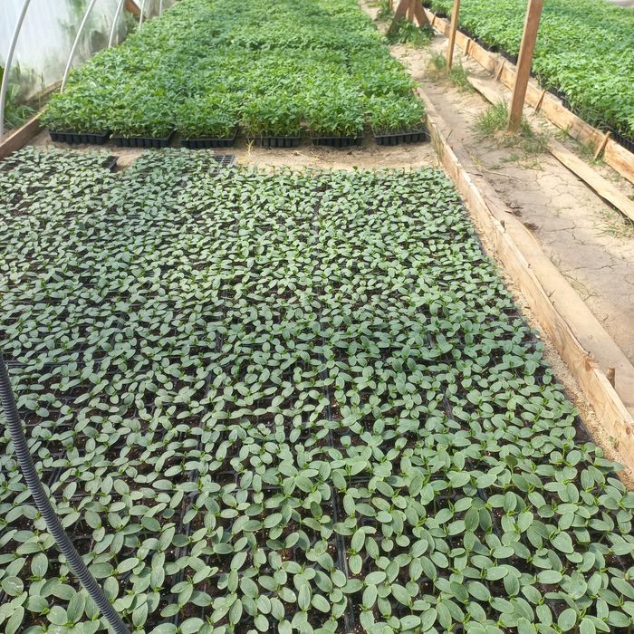 Răsaduri Renata-Bengești