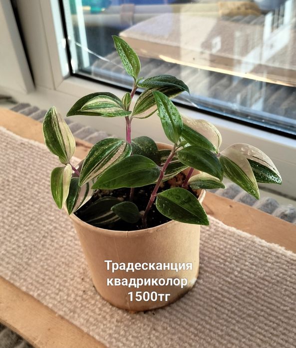 Цветы.                .