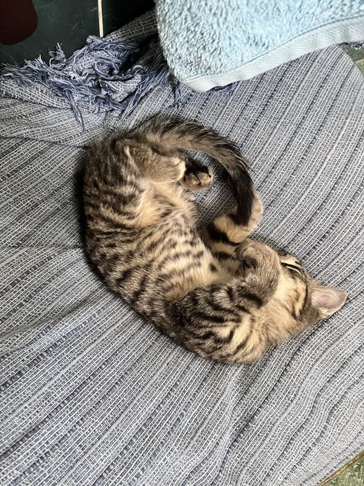 Котенок в добрые руки